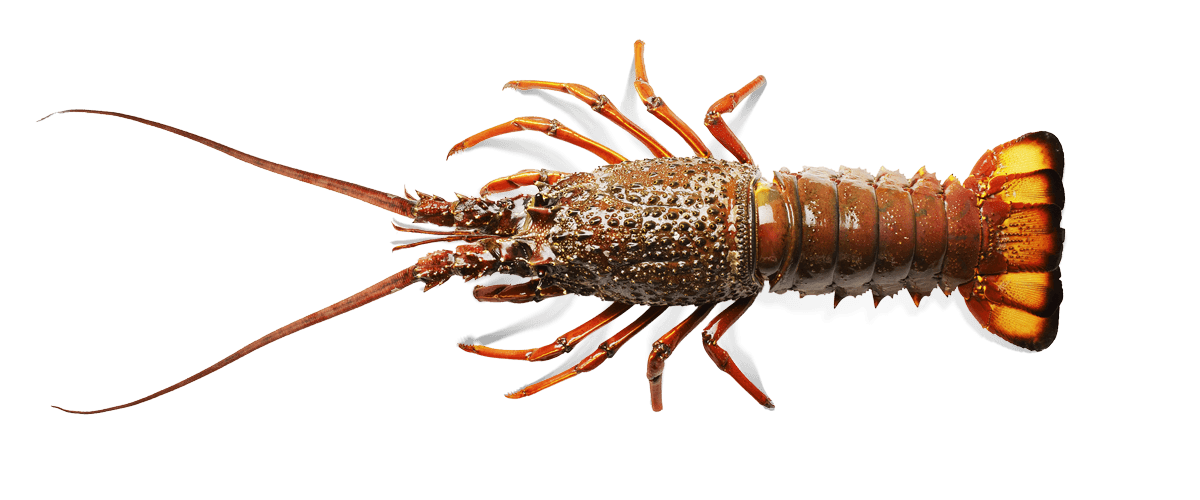 Packhorse Rock Lobster